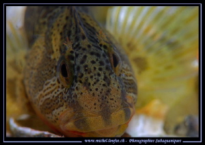 Face to face with this young Freshwater Blennie... :O)... by Michel Lonfat 